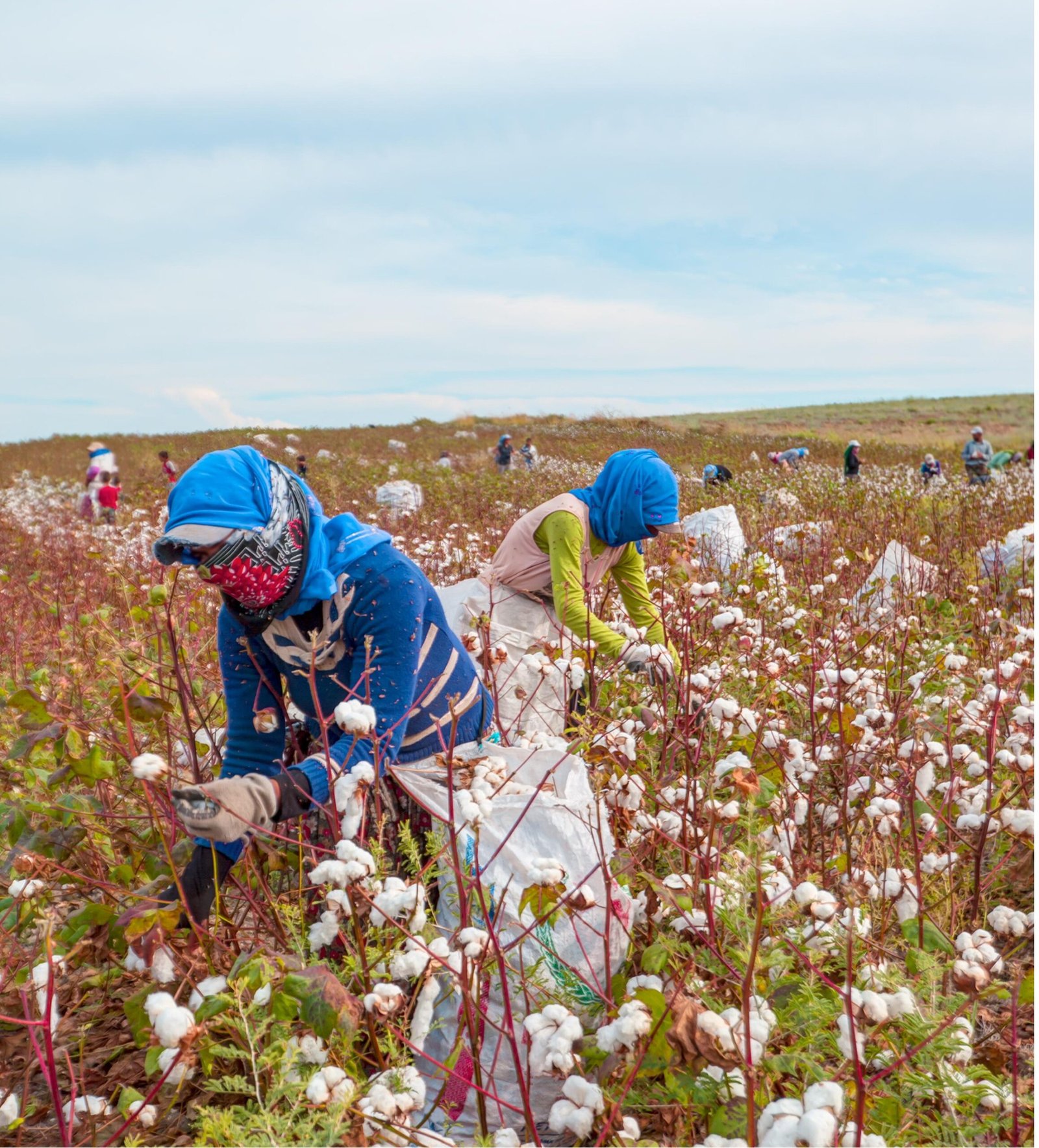 Women workers harvesting cotton flowers in cotton field